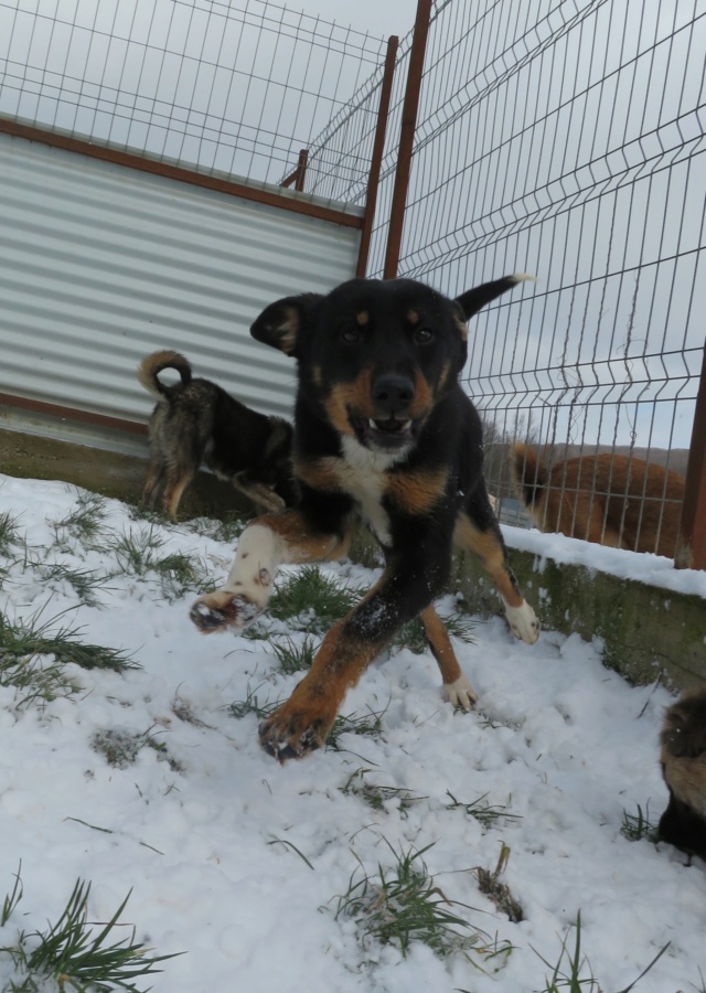 DJUNE (ex ARTEMIS) - chiot femelle croisée de taille moyenne à l'âge adulte - née environ en juin 2019 (fourrière de Roman) - REMEMBER ME LAND  - Adoptée par Katia (67)  Artemi23