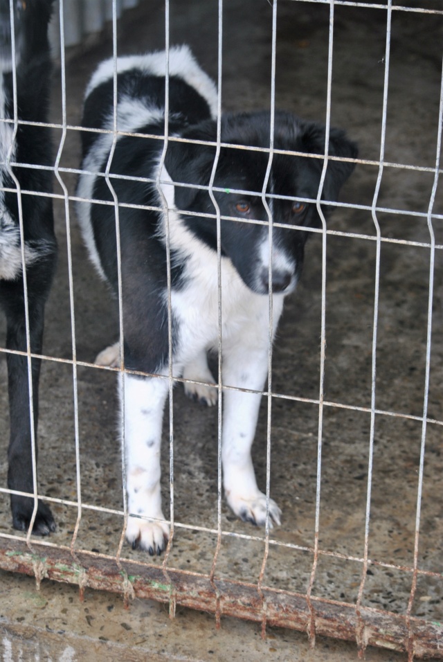 ARWEN - femelle, croisée, de taille moyenne, née environ juillet 2016 - (PASCANI) - REMEMBER ME LAND - Adopté par Ludivine (95) Arwen212