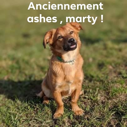 MARTY (ex ASHES) - Chiot Mâle - Taille moyenne à l'âge adulte - Né environ environ mai 2019 - REMEMBER ME LAND - Adopté par Cédric (69)  - Page 2 Ashes16