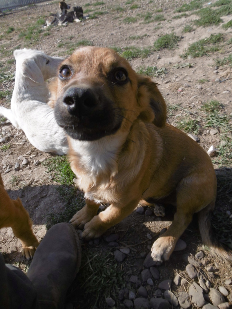 MARTY (ex ASHES) - Chiot Mâle - Taille moyenne à l'âge adulte - Né environ environ mai 2019 - REMEMBER ME LAND - Adopté par Cédric (69)  Ashes_25