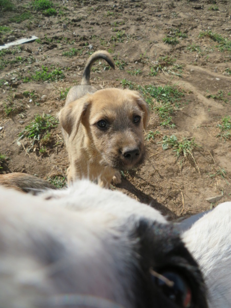 ROMEO (ex ASPIC) - chiot mâle, de taille moyenne à l'âge adulte - né environ en mai 2020 - REMEMBER ME LAND - Adopté par Marion (13) Aspic_18