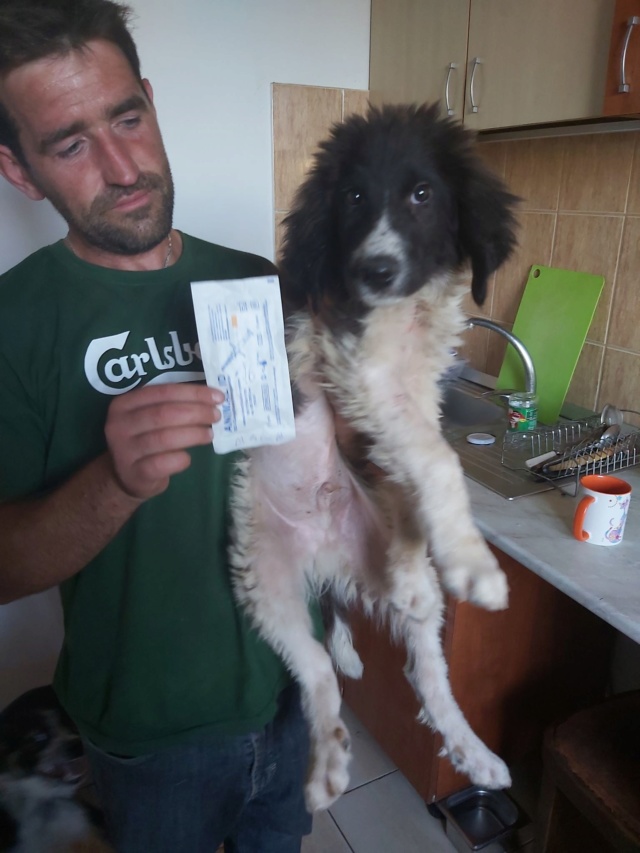 ASTRO - Chiot mâle - croisé berger de bucovine, taille moyenne à grande à l'âge adulte - Né environ mai 2019 - Adopté par Nathalie (88)  Astro410