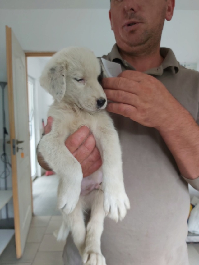 ATLAS - Chiot mâle - taille moyenne à l'âge adulte - Né environ juin 2019 - REMEMBER ME LAND - PASCANI - ADOPTÉ PAR CINDY (O6) Atlas10