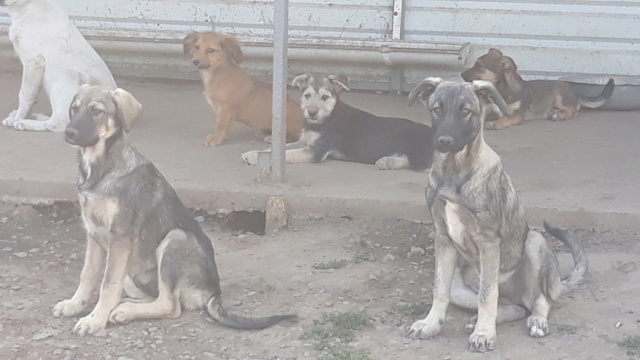 attika - ATTIKA - Chiot femelle - croisée malinois, taille moyenne à grande à l'âge adulte - Née environ en avril 2019 - REMEMBER ME LAND - ADOPTEE PAR PERRINE et MICKAEL (78) Atoll_16