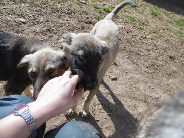 ATTIKA - Chiot femelle - croisée malinois, taille moyenne à grande à l'âge adulte - Née environ en avril 2019 - REMEMBER ME LAND - ADOPTEE PAR PERRINE et MICKAEL (78) Attika24