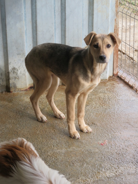 AUGUSTINE !! plus de 4 ans de box !! femelle, croisée, de taille moyenne, née environ en juillet 2019 - REMEMBER ME LAND August17