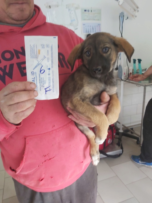 TAÏGA (ex BAHAMAS) - Chiot femelle - taille moyenne à l'âge adulte - Née environ mi juin 2019 - adoptée par Anne-Marie (Belgique)  Bahama10