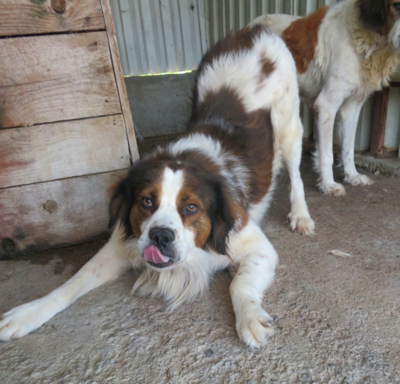 BAIAT - mâle, typé Saint-Bernard, de grande taille, né environ en juin 2015 - REMEMBER ME LAND  - DECEDE Baiat_12