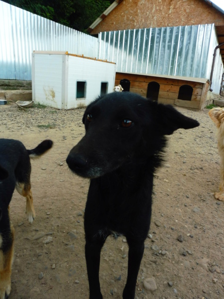 BAKA - femelle croisée, de taille petite à moyenne, née environ en juin 2015 (PASCANI) - adoptée par Laurence (Belgique) - Page 2 Baka_910