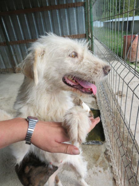 BELLISSIMA - femelle, de taille moyenne - née environ en juin 2016 - adoptée par Nathalie (68)  Bellis34