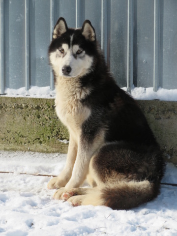BEOWULF - mâle husky, de grande taille - né environ début janvier 2019 - REMEMBER ME LAND - adopté par Géraldine et Valentin (67) Beowul20