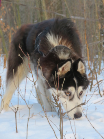 BEOWULF - mâle husky, de grande taille - né environ début janvier 2019 - REMEMBER ME LAND - adopté par Géraldine et Valentin (67) Beowul23