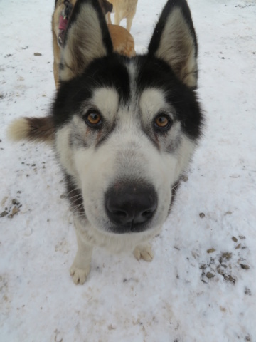 BEOWULF - mâle husky, de grande taille - né environ début janvier 2019 - REMEMBER ME LAND - adopté par Géraldine et Valentin (67) Beowul30