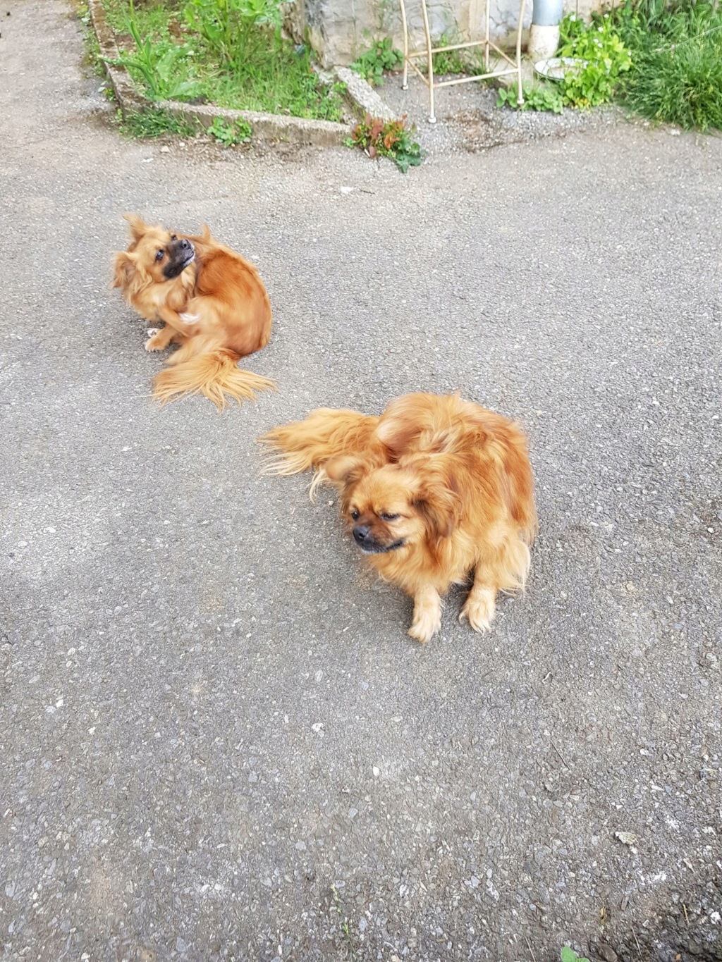 BIJOU - femelle, croisée pékinois, de petite taille, née environ en juin 2017 (PASCANI) - REMEMBER ME LAND - Adoptée par Bathilde (74) Bijou_10