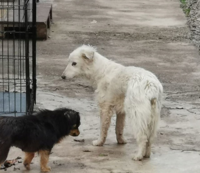 BILBO - Mâle, de taille petite - Né en mai 2018 - adopté par Romy (Belgique)  Bilbo12