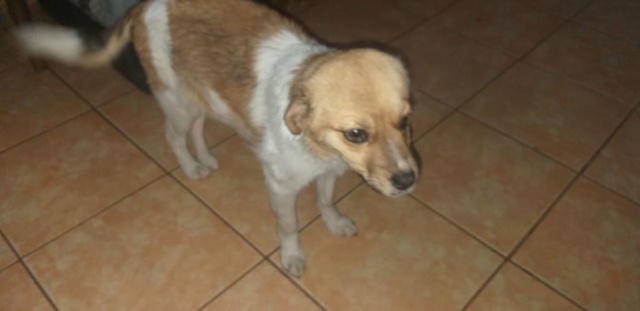 BELLA (ex BITA) - Chiot femelle - problème à la patte arrière, taille petite à l'âge adulte - Née environ mi juillet 2019 - adoptée par Jacqueline (54)  Bita410