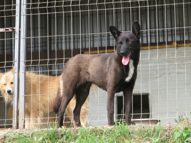BLACK PEARL - femelle, de taille moyenne - née environ en mars 2017 - fourrière de Roman - REMEMBER ME LAND - Adoptée par Sophie (67) Black_30