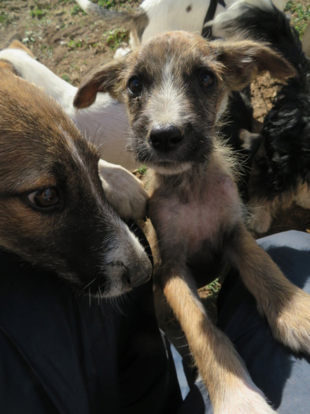 BLINK - chiot mâle, de taille moyenne à l'âge adulte - né environ en fin mai 2020 - REMEMBER ME LAND - Adopté par Natacha et Julien (45)  Blink_12