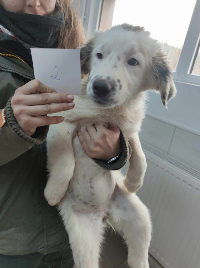 BOULE DE NEIGE - chiot femelle, croisée berger de bucovine, de grande taille à l'âge adulte - née environ en fin juillet 2020 - Adoptée par Marilyne (68) Boule_19