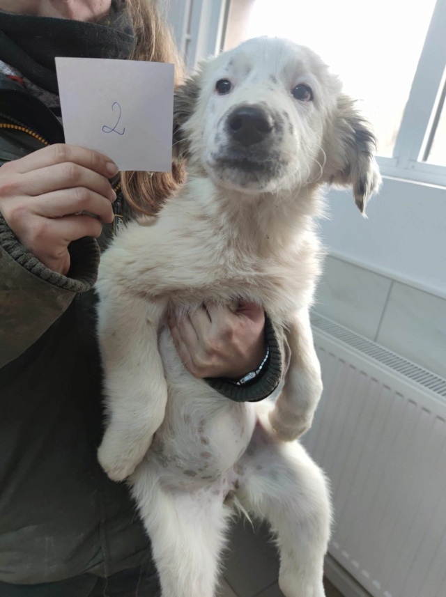 BOULE DE NEIGE - chiot femelle, croisée berger de bucovine, de grande taille à l'âge adulte - née environ en fin juillet 2020 - Adoptée par Marilyne (68) Boule_20