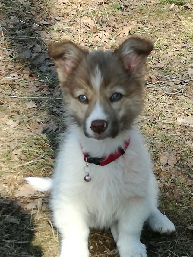 SHASTA (ex BRUNO) - Chiot mâle - taille petite à moyenne à l'âge adulte - Né environ mi novembre 2019 -  - Adopté par Daniella (78)  Bruno310