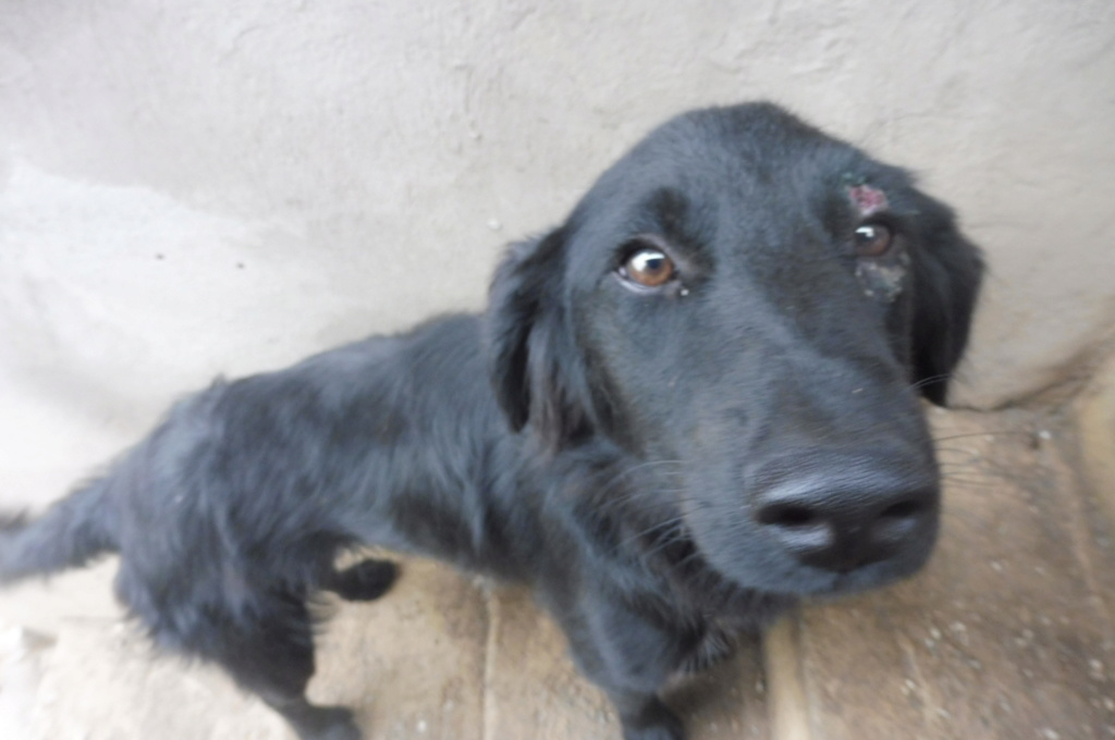 MARLEY (ex BUBO), mâle, taille moyenne, croisé setter, né environ en juillet 2017 - (Pascani) - REMEMBER ME LAND - Adopté par Viviane (57) Bubo_510