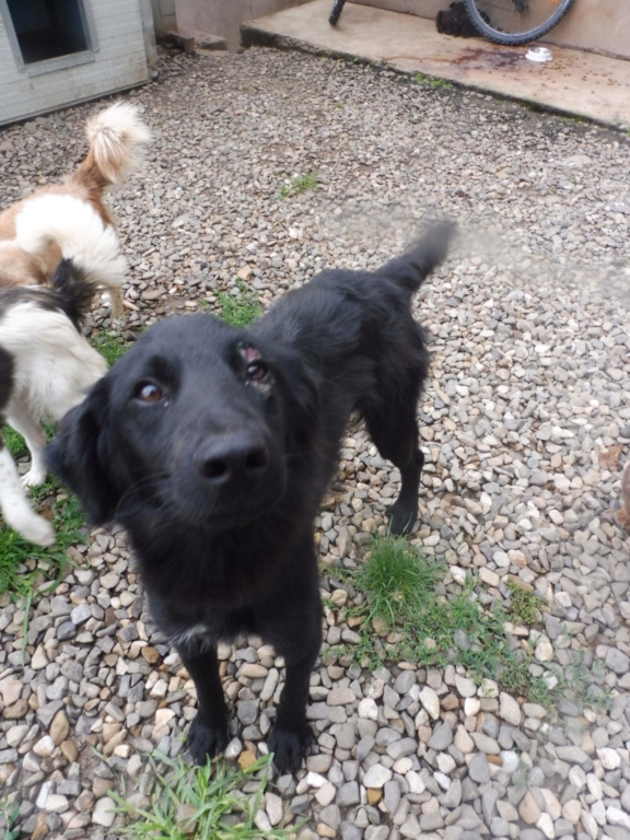 MARLEY (ex BUBO), mâle, taille moyenne, croisé setter, né environ en juillet 2017 - (Pascani) - REMEMBER ME LAND - Adopté par Viviane (57) Bubo_610