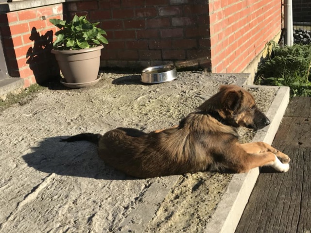 BUDDY (ex ESPOIR) - mâle croisé de taille moyenne adulte, né environ fevrier 2018. (BUCAREST) - CHEZ ALINA & ANDA - Adopté par Alison (Belgique) Buddy210