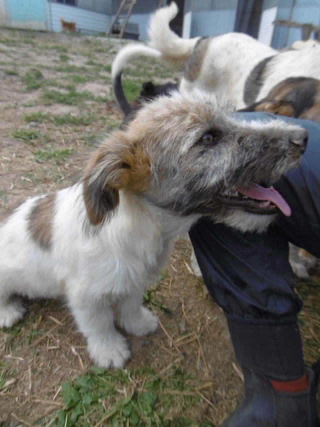 NINA (ex CANAILLE) - Chiot femelle - Taille moyenne à l'âge adulte - Née environ début juin 2019 - REMEMBER ME LAND - Adoptée par Maxime dept 69 Canail30