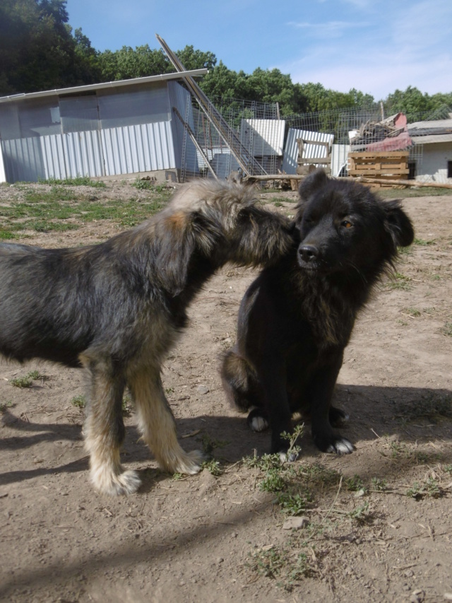 CANAILLOU - Chiot mâle - Taille moyenne à l'âge adulte - Né environ début juin 2019 - REMEMBER ME LAND - Adopté par Marie Hélène (13)  Canail33