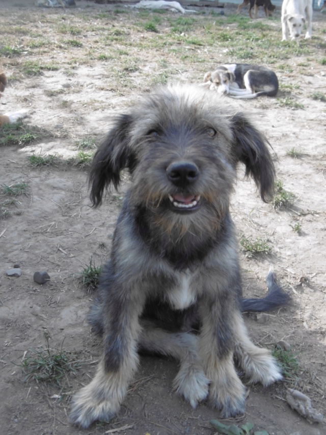 CANAILLOU - Chiot mâle - Taille moyenne à l'âge adulte - Né environ début juin 2019 - REMEMBER ME LAND - Adopté par Marie Hélène (13)  Canail40