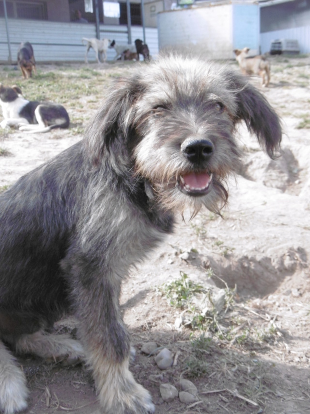 CANAILLOU - Chiot mâle - Taille moyenne à l'âge adulte - Né environ début juin 2019 - REMEMBER ME LAND - Adopté par Marie Hélène (13)  Canail42