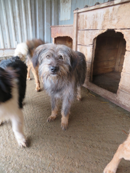 CANAILLOU - Chiot mâle - Taille moyenne à l'âge adulte - Né environ début juin 2019 - REMEMBER ME LAND - Adopté par Marie Hélène (13)  - Page 2 Canail59