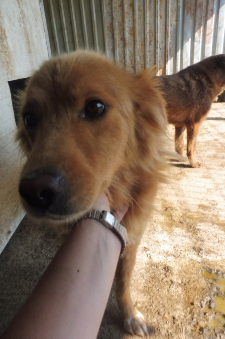 BANDIT (ex CARAMEL) - joli mâle croisé de taille moyenne, né environ en juillet 2016 - (PASCANI) - REMEMBER ME LAND - Adopté par Amandine (75) Carame11