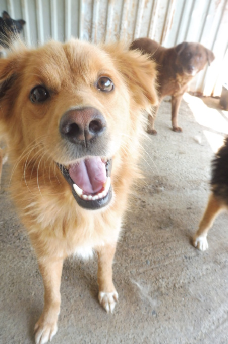 BANDIT (ex CARAMEL) - joli mâle croisé de taille moyenne, né environ en juillet 2016 - (PASCANI) - REMEMBER ME LAND - Adopté par Amandine (75) Carame18