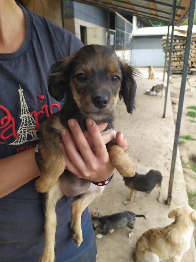 CARLITA - chiot femelle, de petite taille à l'âge adulte - née environ en mai 2020 - Adoptée par Marina (57) Carlit16