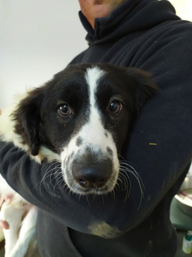 PEPSY (ex CARPETTE) - chiot mâle, typé border court sur pattes, de petite taille à l'âge adulte (fourrière de Golesti) - né environ en mi juin 2019 - REMEMBER ME LAND - Adoptée par Béatrice (73)  Carpet11