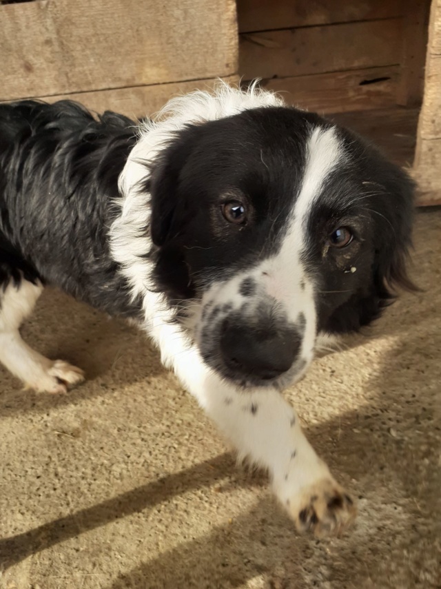 PEPSY (ex CARPETTE) - chiot mâle, typé border court sur pattes, de petite taille à l'âge adulte (fourrière de Golesti) - né environ en mi juin 2019 - REMEMBER ME LAND - Adoptée par Béatrice (73)  Carpet18