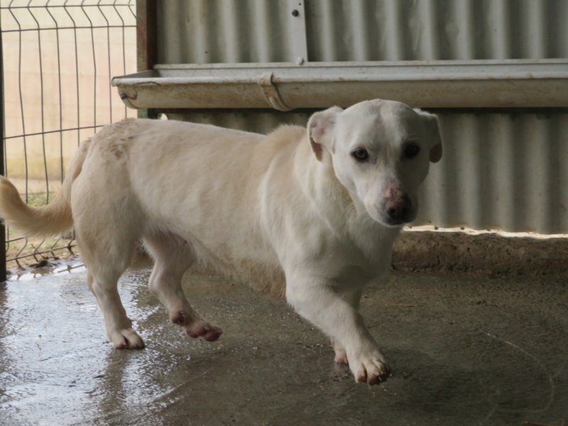 casablanca - CASABLANCA - !! + PLUS DE 4 ANS DE BOX !! femelle, taille petite à moyenne, née environ janvier 2017 - REMEMBER ME LAND Casabl29