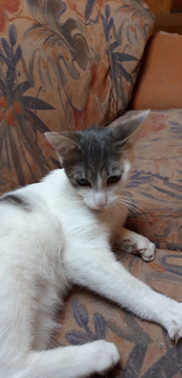 GABIN (ex CHENAPAN) - chaton mâle, né environ mai 2019 - REMEMBER ME LAND - Adopté par Martine (67) Chenap13