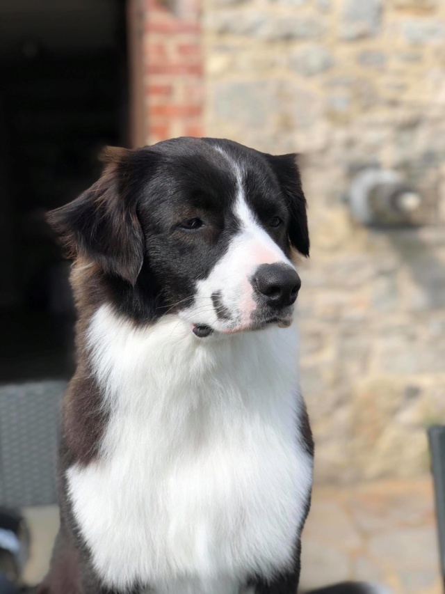 CHARLIE (ex CHOUKETTE) - Chiot Femelle taille moyenne à l'âge adulte - Née en février 2019 - REMEMBER ME LAND PASCANI - Adoptée par Aurélie (Belgique) - Page 2 Chouke23