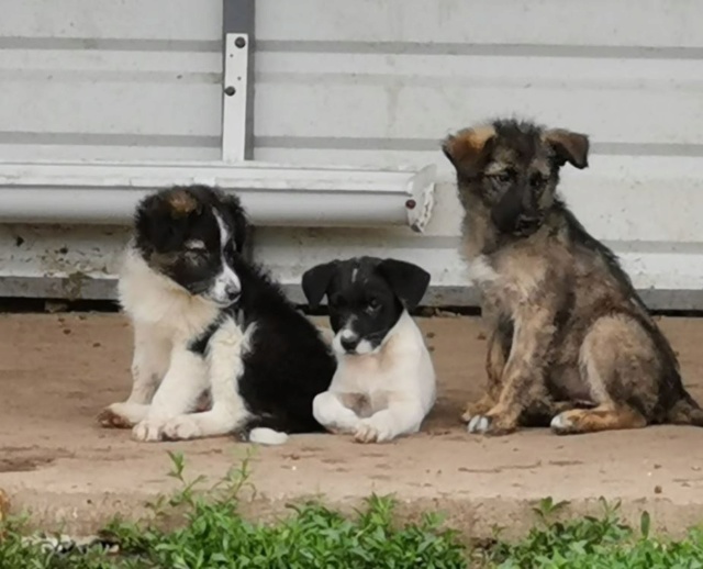 PEPS (ex CHURROS) - Chiot Mâle de taille moyenne à l'âge adulte - Né en février 2019 - REMEMBER ME LAND PASCANI - Adopté par Sophie (Belgique) Churro15