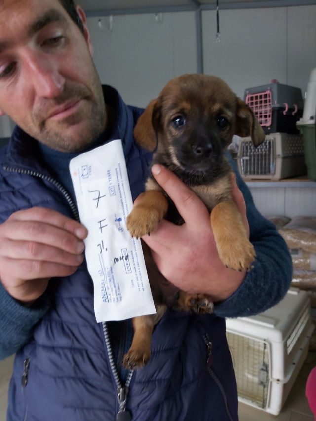 CHUYA - chiot femelle, taille petite à l'âge adulte - Née environ en mi août 2019 - REMEMBER ME LAND - Adoptée par Sabine et David (67) Chuya10