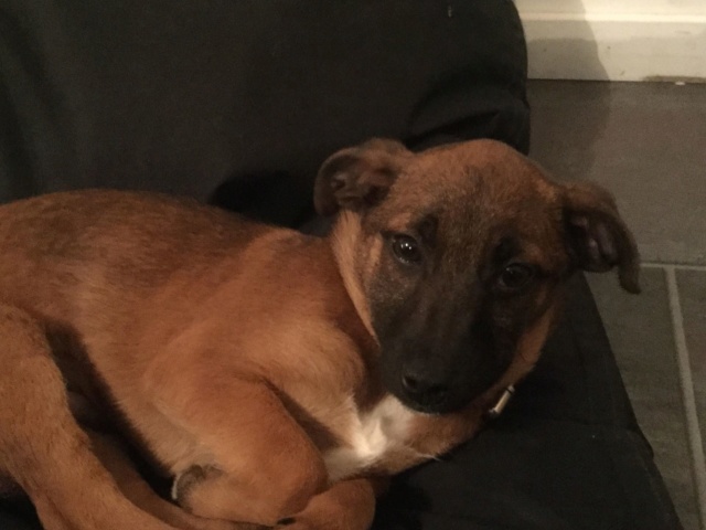 WOODY (ex COBAIN) - chiot mâle, taille petite à l'âge adulte (fourrière de Roman) - Né environ fin juillet 2019 - adopté par Amédée (74) Cobain15