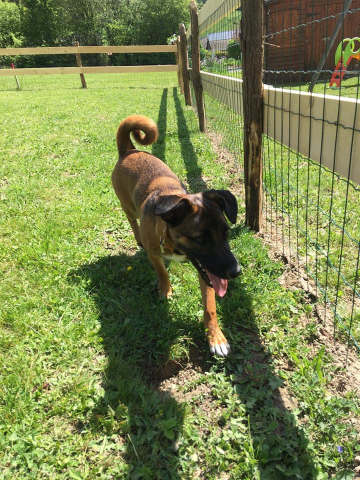 WOODY (ex COBAIN) - chiot mâle, taille petite à l'âge adulte (fourrière de Roman) - Né environ fin juillet 2019 - adopté par Amédée (74) Cobain24