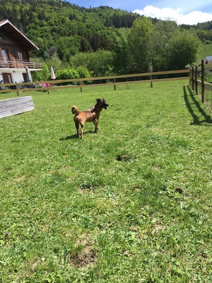 WOODY (ex COBAIN) - chiot mâle, taille petite à l'âge adulte (fourrière de Roman) - Né environ fin juillet 2019 - adopté par Amédée (74) Cobain25