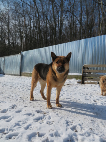 MAX (ex COLONEL) - mâle Berger Allemand de grande taille, né en 2011 - REMEMBER ME LAND - ADOPTE PAR LIANA (45) - Page 5 Colone64