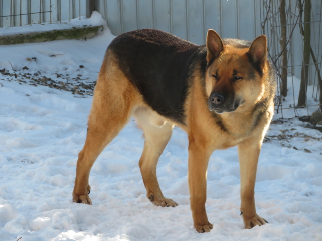 MAX (ex COLONEL) - mâle Berger Allemand de grande taille, né en 2011 - REMEMBER ME LAND - ADOPTE PAR LIANA (45) - Page 5 Colone66