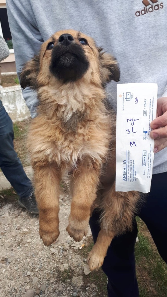 COLORADO - Chiot femelle- taille moyenne à l'âge adulte - Né environ début mi décembre 2019 - REMEMBER ME LAND - Adoptée par Sarah et Virgile (13) Colora13