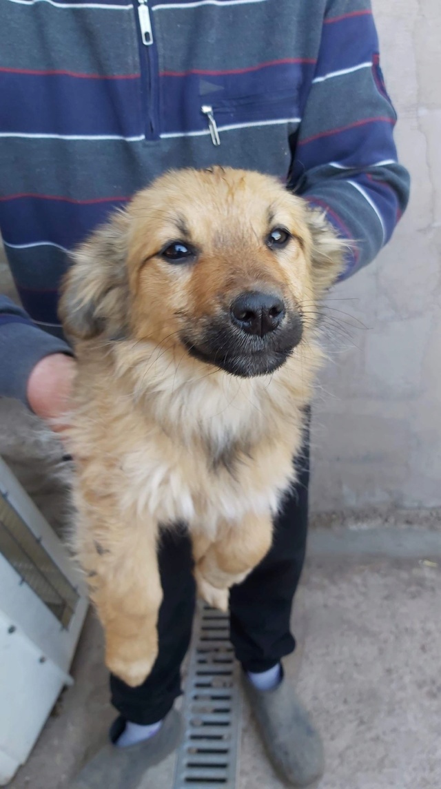 COLORADO - Chiot femelle- taille moyenne à l'âge adulte - Né environ début mi décembre 2019 - REMEMBER ME LAND - Adoptée par Sarah et Virgile (13) Colora27